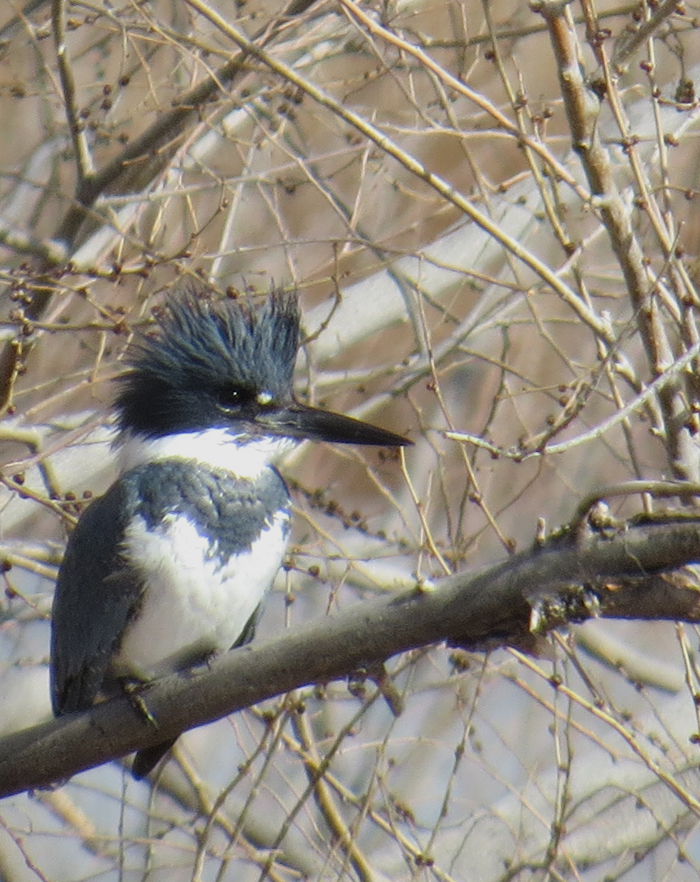 Belted Kingfisher.jpg